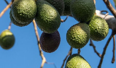 stijger bij meer met ondergaande zon